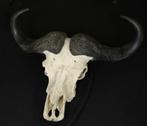 Grote Kaapse Buffel schedel, Verzamelen, Ophalen, Gebruikt, Overige soorten, Schedel
