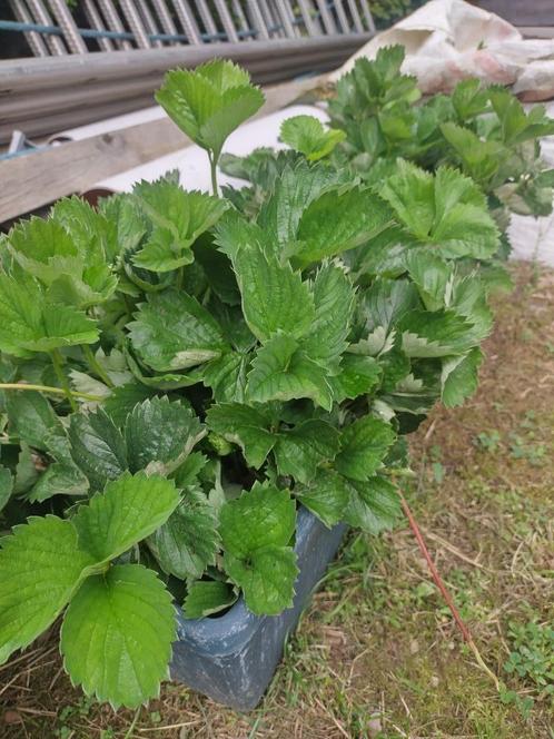 Plans de fraisier bio, Tuin en Terras, Planten | Fruitbomen, Ophalen of Verzenden