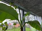 bananenplant 3m hoog, Huis en Inrichting, Kamerplanten, Overige soorten, In pot, Volle zon, 200 cm of meer
