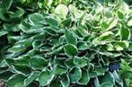 Hosta Francee, Ophalen, Vaste plant