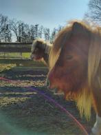 Nieuwe thuis gezocht voor pony's, Dieren en Toebehoren, Gechipt, Onbeleerd, Merrie, 7 tot 10 jaar