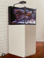 Red sea peninsula, Enlèvement ou Envoi, Comme neuf