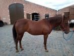 Quarter horse merrie, Dieren en Toebehoren, Paarden, Minder dan 160 cm, Westernpaard, 11 jaar of ouder, Merrie