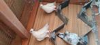 amsterdams tippler   kweek groep van 16 stuks, Dieren en Toebehoren, Vogels | Overige Vogels