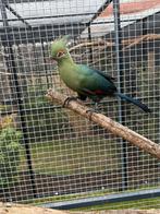 Shalowi toerako, Dieren en Toebehoren, Vogels | Overige Vogels, Mannelijk, Tropenvogel, Geringd