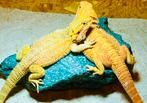 Red/orange hypo blue bar het witblits baardagamen 2.0.0, Dieren en Toebehoren, Hagedis, Tam, 0 tot 2 jaar
