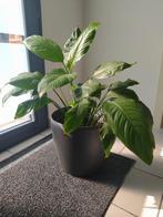 Lepelplant, Huis en Inrichting, Kamerplanten, Ophalen