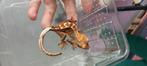 Leuke wimpergekko baby, Domestique, Lézard, 0 à 2 ans