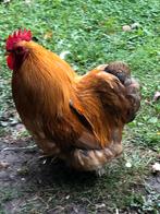 Kriel cochin haan met kippen te koop, Kip