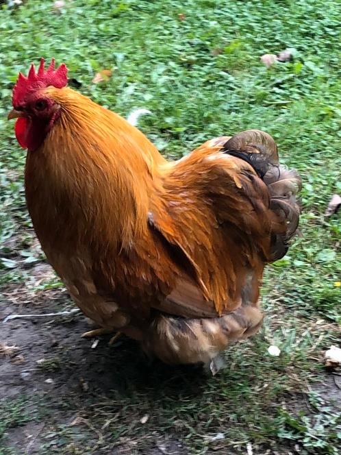 Kriel cochin haan met kippen te koop, Dieren en Toebehoren, Pluimvee, Kip