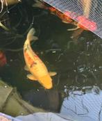 Koi Taisho sanke 60 cm