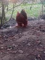 Cochin kriel haan, Dieren en Toebehoren, Pluimvee