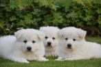 Prachtige Zwitserse Witte Herder pups, België, CDV (hondenziekte), 8 tot 15 weken, Meerdere