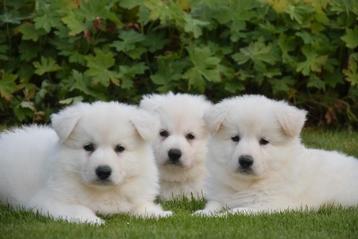 Prachtige Zwitserse Witte Herder pups  beschikbaar voor biedingen
