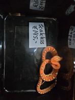 Jonge rattenslangen div kleuren ook scaleless en palmetto, Amfibie