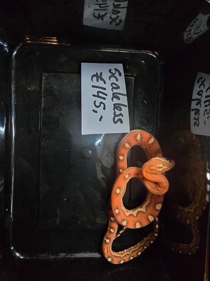 Jonge rattenslangen div kleuren ook scaleless en palmetto, Dieren en Toebehoren, Reptielen en Amfibieën, Amfibie