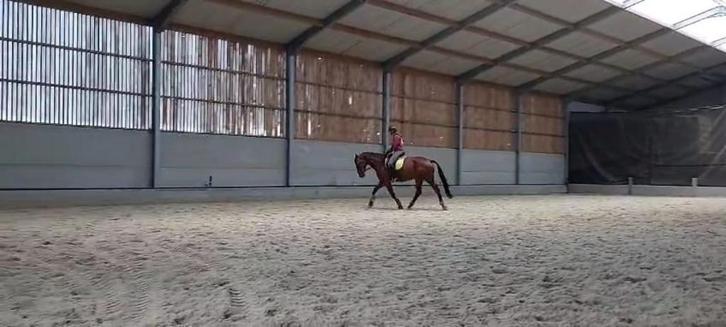 Recreatie/Fokmerrie te koop, Dieren en Toebehoren, Paarden, Merrie, 165 tot 170 cm, 11 jaar of ouder, Recreatiepaard, Met stamboom
