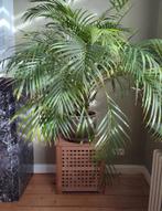 plante de salon grand palmier, Maison & Meubles, Plantes d'intérieur, Palmier, Enlèvement ou Envoi