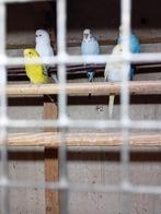 13 grasparkieten, Plusieurs animaux, Perruche