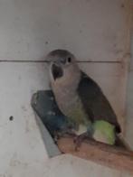 Roodbuik papegaai  1 pop, Dieren en Toebehoren, Vogels | Parkieten en Papegaaien, Papegaai, Geringd