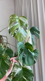 Monstera Variegata kopstekken, Overige soorten, Halfschaduw, Ophalen, Groene kamerplant