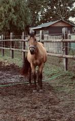 Spaanse ruin, Dieren en Toebehoren, Paarden, Ruin, Minder dan 160 cm, 11 jaar of ouder