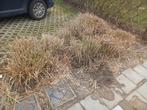 Miscanthus Sinensis 10 stuks, Tuin en Terras, Ophalen