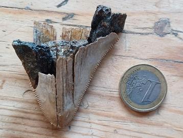 Dents de requin Rumst - 15€/pièce, Enlèvement ou Envoi, Fossile
