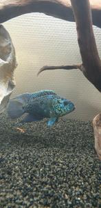 jack dempsey  blue , octophasiatum
