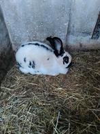 Kweekkonijnen, Animaux & Accessoires, Lapins, Mâle