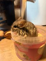Jonge chinchilla van 8 maand oud, Chinchilla, Mannelijk, Januari, Tam