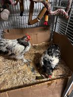 Gratis cochin kriel kuikens, Dieren en Toebehoren, Pluimvee