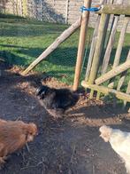 2 zijdehoen kaalnek haantjes, Dieren en Toebehoren