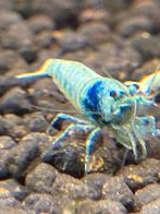 acier bleu, Animaux & Accessoires, Poissons | Poissons d'aquarium, Homard, Crabe ou Crevette, Poisson d'eau douce