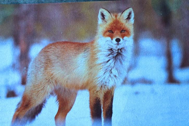 Entryway vloerkleed/deurmat dierenstijl, vos, Tuin en Terras, Deurmatten, Nieuw, Rubber, Schoonloopmat, Binnen, Buiten, Ophalen of Verzenden