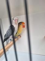 Fischeri koppel, Dieren en Toebehoren, Vogels | Parkieten en Papegaaien, Meerdere dieren, Dwergpapegaai of Agapornis, Geringd