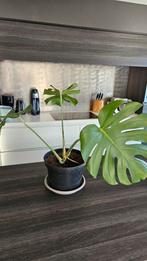 Monstera Deliciosa - bouture à 3 feuilles, Enlèvement