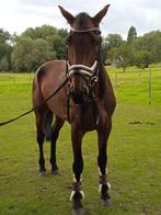 6 jarige merrie met papieren met super karakter, 170 tot 175 cm, Springpaard, B, Merrie