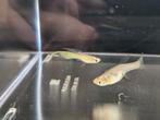 Koppel golden top sword snakeskin guppy, Animaux & Accessoires, Poissons | Poissons d'aquarium
