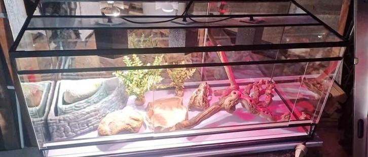 Terarium, Dieren en Toebehoren, Reptielen en Amfibieën | Toebehoren, Ophalen