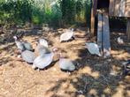 Laatste koppels witte en wildkleur parelhoen, Dieren en Toebehoren, Pluimvee