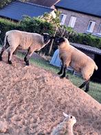 Mooie ooien te koop kruising swifter-suffolk, Dieren en Toebehoren
