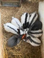 Reuzevlinder/ lotharinger, Meerdere dieren, Groot, 0 tot 2 jaar