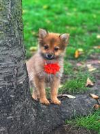 Speelse keeshondjes te koop, Dieren en Toebehoren, België, Keeshond, CDV (hondenziekte), 8 tot 15 weken
