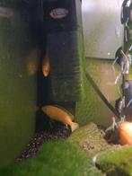 5 cicliden, Dieren en Toebehoren