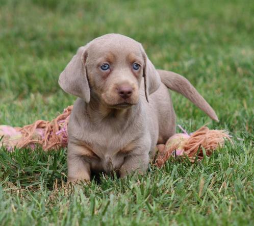 Teckel pup Isabella-tan korthaar, Dieren en Toebehoren, Honden | Teckels en Dashonden, Reu, Korthaar, Dwerg, Fokker | Professioneel