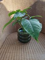 Syngonium mottled (reverted), Huis en Inrichting, Ophalen of Verzenden