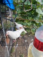 Koppel duiven te koop, Dieren en Toebehoren