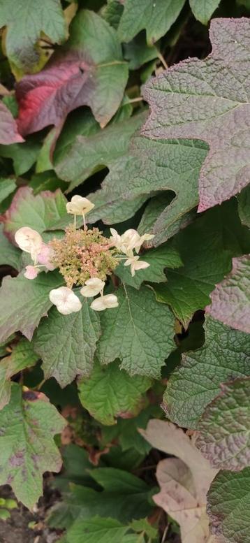 Eikenbladhortensia (Hydrangea quescifolia) beschikbaar voor biedingen