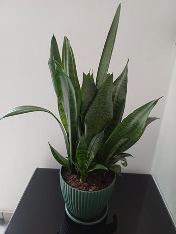 Sansevieria zeylanica  beschikbaar voor biedingen